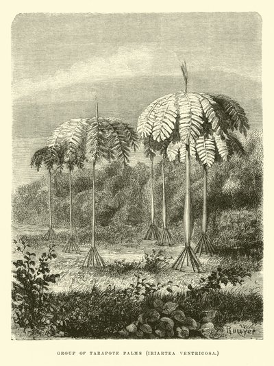 Groep Tarapote Palmen, Iriartea ventricosa door Edouard Riou